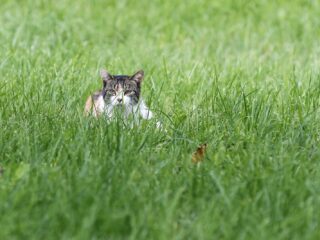 Katten op rooftocht in de nacht: gevaarlijker dan de vos?