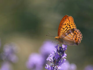 Deze vlinder had een oogje op een ongebruikelijke partner