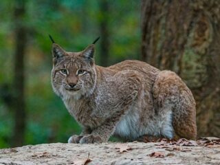 'Je suis lynx'