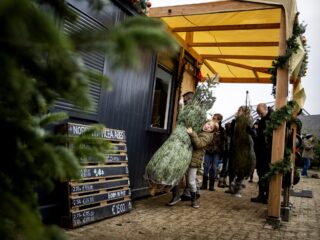 Het kerstbomenseizoen is begonnen, maar welke kan je het beste in huis halen?