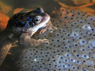 Bescherm kikkerdril, ook al weet je niet of het goedgaat