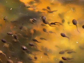 Waarom het goed nieuws is als je kikkervisjes ziet