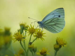 Vlinders tellen in de tuin: welke vlinder zie je het vaakst?