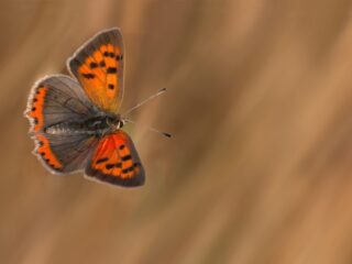 Heeft de natuur ook recht op bestaanszekerheid?