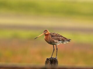 Friesland heeft 4,5 miljard nodig om te voldoen aan nationale natuur- en milieueisen