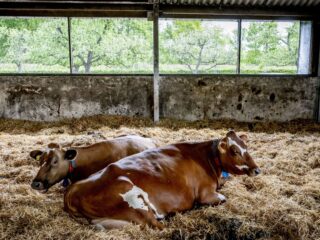 Hoe houden boeren hun veel koel tijdens warme (en snikhete) dagen?