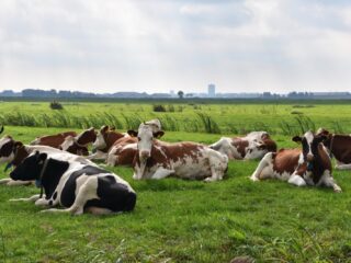 Hebben koeien een muzikale voorkeur?