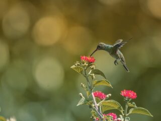Natuur in Suriname, één van de bosrijkste landen ter wereld, staat onder druk
