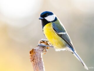 Waarom een ei: waar blijft de levendbarende vogel?