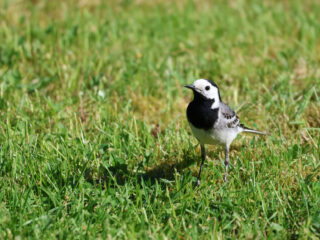 'Voor de biodiversiteit heeft het gazon evenveel waarde als een geasfalteerd parkeerterrein'