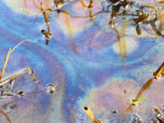 Caleidoscopisch kwelwater