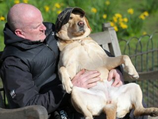 Waarom hebben labradors altijd honger?