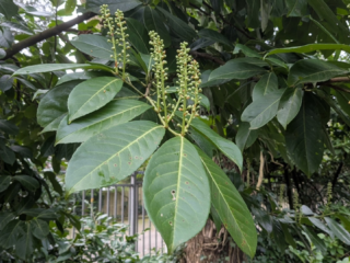 Laurierkers: populaire tuinplant blijkt invasieve exoot