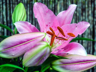 Gif in de lelieteelt verdeelt Drentse gemeenten