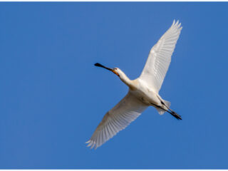 Onderzoek lepelaars: 'Ze hebben er zelf niets aan'