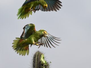 Geelvleugelamazones op Aruba: na 80 jaar is de iconische vogel terug!