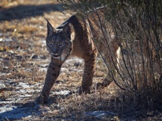 Keert na de wolf ook de lynx binnenkort terug in Nederland?