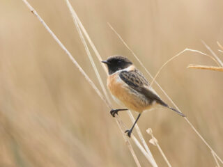 Zangvogels herkennen? Doe de cursus van Vroege Vogels!