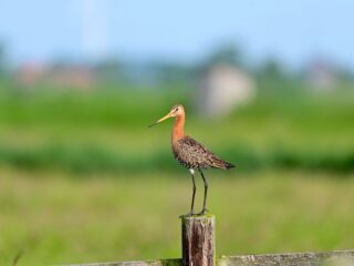 Onze nationale vogel wordt ernstig bedreigd
