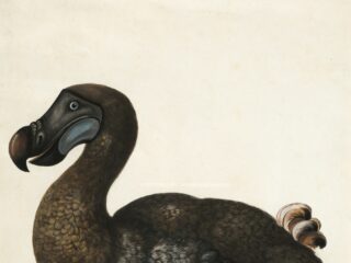 Dieren die uitstierven door de mens: dit zijn de verhalen