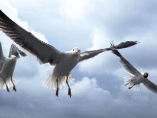 Hoe lok je meeuwen naar een andere plek? Met een meeuwenhub!