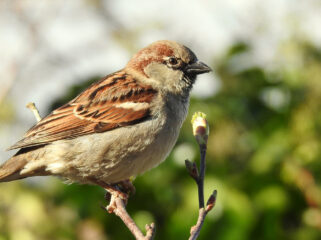 Van beren naar huismussen: zo zag de Nederlandse natuur eruit in het jaar 1000