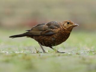 Vroege Vogels presenteert: het eerste Europese Vogelconcert op de Nederlandse radio