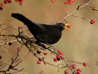 Vogels die zaad verspreiden van planten 'bedreigd of kwetsbaar'