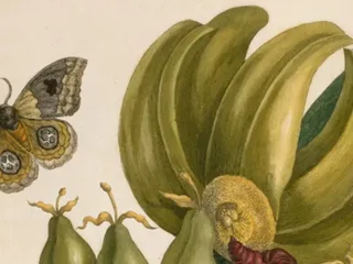 Rijksmuseum heeft nieuwe parel: zeldzaam boek over Surinaamse insecten