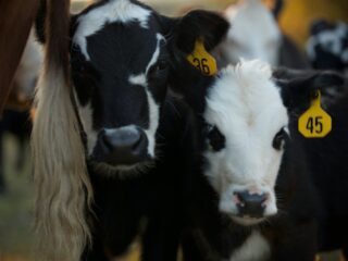 Kamervragen over misstanden transport kalfjes