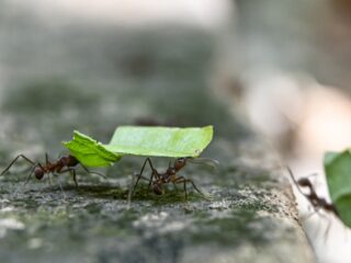 Wat kunnen we leren van de mier?