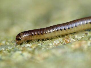 Deze miljoenpoot is nog veel ouder dan de in Nederland ontdekte dino's