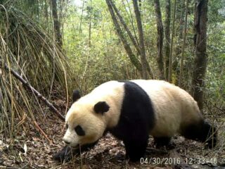 WNF Nederland helpt China om de reuzenpanda te beschermen