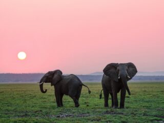 Vrouwtjesdieren niet het zwakke geslacht: leve het matriarchaat!