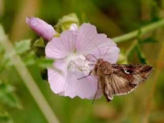 Vijfde Frater Willibrordus Prijs gaat naar Hans Bijl