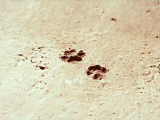 Verklein die ecologische pootafdruk: geef je hond vegetarisch voer