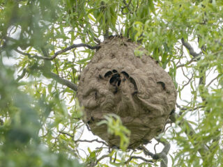 De opmars van de Aziatische hoornaar