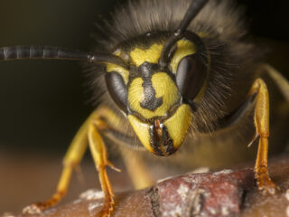 Wespen kunnen een beetje meer liefde gebruiken!