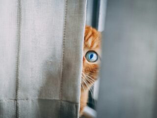 De link tussen dierenmishandeling en huiselijk geweld