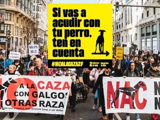 Massaal dumpen van jachthonden in Spanje: protesten in heel Europa