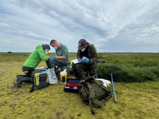 Meeuwen en sterns lijken weerstand op te bouwen tegen de vogelgriep