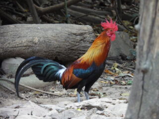 Op zoek naar de oerkip: ‘Alle kippen hebben nog hetzelfde gedrag’