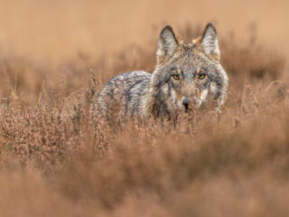 'Wolf of niet, een slagveld wordt het voor de meeste schapen sowieso'