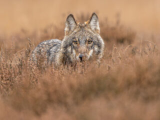 Tamme wolf alleen te verklaren door verkeerd gedrag mens