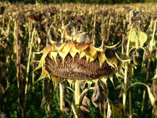 Alarmerend klimaatrapport opwarming Europa: 'Minder klimaatscepsis, meer oplossingsscepsis'