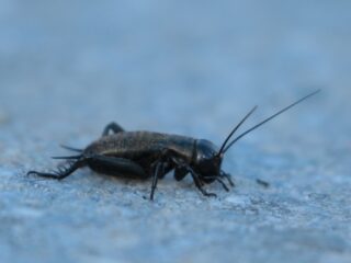 Wie wordt het 'Insect van het Jaar' van 2025?