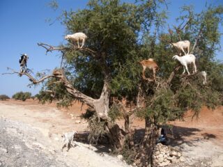 Arganboom: symbool van Marokko met uitsterven bedreigd
