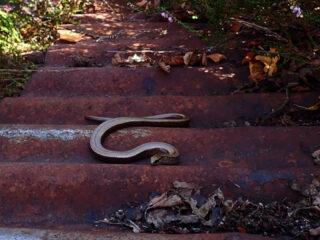 Hazelwormen in Brabant: waar zitten ze?