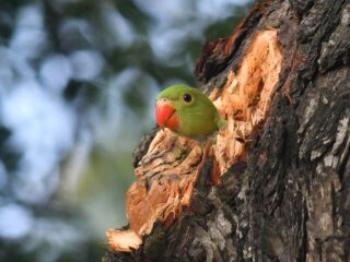 Wat is het verband tussen zingende papegaaien en de menselijke muzikaliteit?