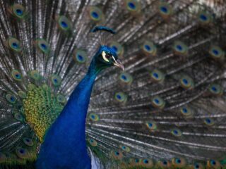 Kunnen dieren schoonheid ervaren?